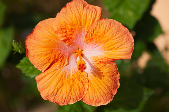 Hibiscus Flower, Baja California Sur, Mexico