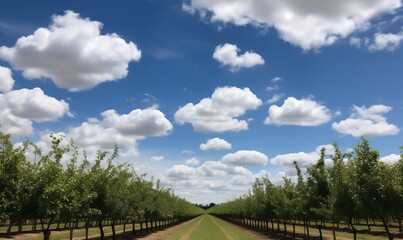  a row of trees in a field under a cloudy blue sky.  generative ai