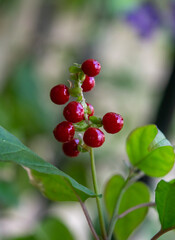 Fototapeta premium Pequeños frutos rojos de la planta sangre de toro