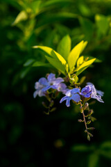 Fototapeta premium Flores de la planta Duranta erecta