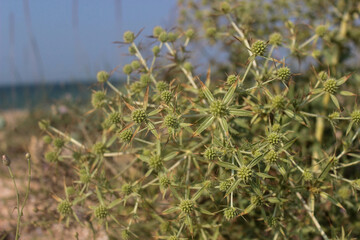 green fresh new thistle close-up growing on the beach against the blue sky