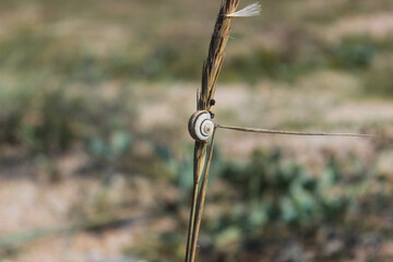 a small beige snail sits on a plant stem among a wasteland lit by the sun in a hot summer
