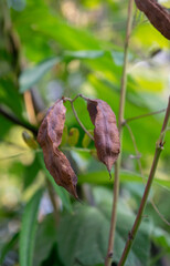 semillas de una acacia mansa