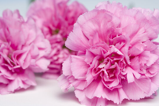 Close-up of Carnations