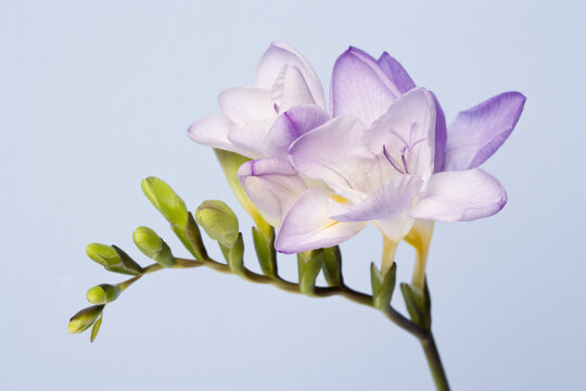 Close-up of Freesia