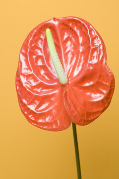 Close-up of Anthurium Plant
