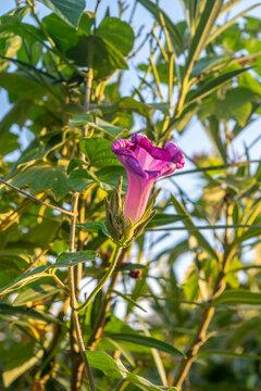 Flor violeta de la enredadera Ipomoea
