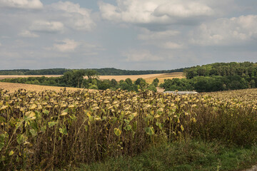hills with fields with sunflowers and mowed cornfields under a clouded sky in the Northern part of France at the end of summer