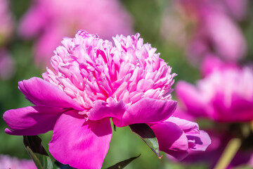Pink peonies in the garden. Blooming pink peony. Closeup of beautiful pink Peonie flower. Natural floral background.