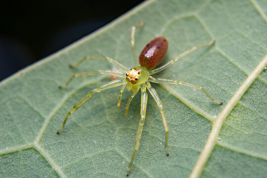Magnolia Green Jumper spider Lyssomanes viridis