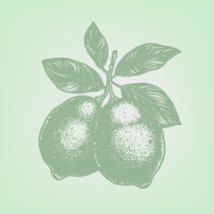 Citrus illustration. Woodcut engraving style hand drawn vector illustration. Optimized vector.	
