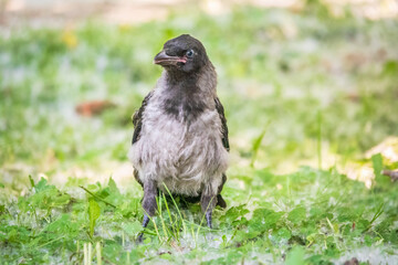 Black crow walks on green lawn. Raven on grass. Wild bird on meadow.