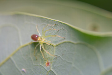 Magnolia Green Jumper Facing