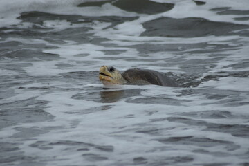 tortuga lora playa ostional costa rica