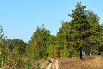 Obraz premium Forest road among birches and pines.