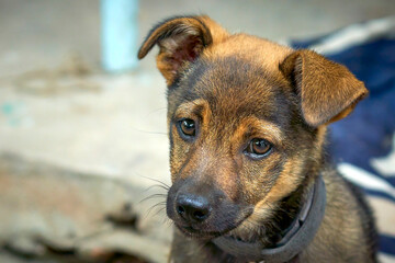 Young puppy, close-up portrait of a puppy.