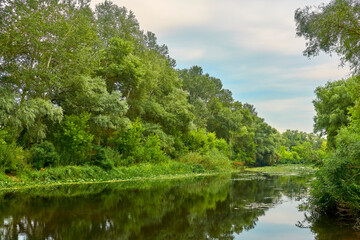 River in the summer forest with blue sky.