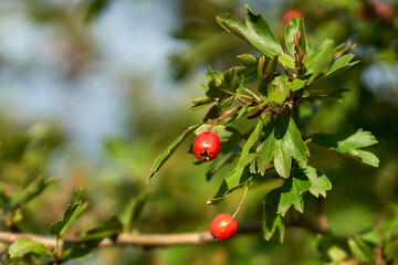 Forest red berries on a branch of a bush close-up.