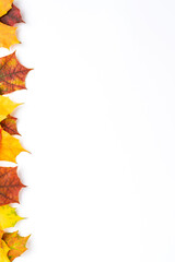 Colourful maple leaves isolated on white background with copyspace. Autumn concept