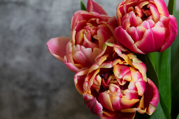 Peony multicolored tulips on a concrete background.