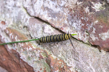 Oruga de una mariposa monarca