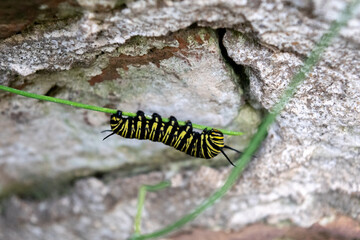 Oruga de una mariposa monarca