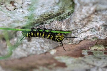 Oruga de una mariposa monarca