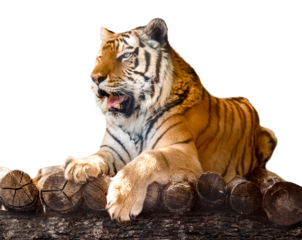 Siberian or Amur tiger lying down on wooden deck