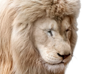 White lion portrait, isolated close-up