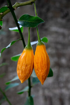 Fruto del Tomatito del &Aacute;rbol