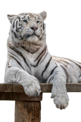 White tiger with black stripes, isolated portrait