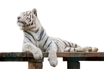 White tiger laying down on deck, isolated