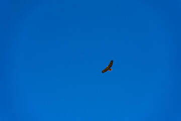 Beautiful and green hiking views in Zuma Canyon in Malibu, California, seeing lush green plants, wildflowers, and Zuma Canyon Falls in the Santa Monica Mountains.