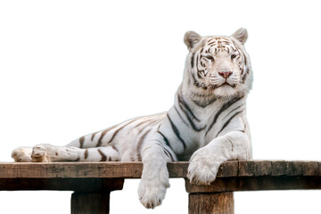 White tiger on transparent background