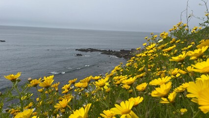 Beautiful and green hiking views in Bluff Cove in Palos Verdes, California, seeing lush green plants, wildflowers, and the rocky shore of the pacific ocean in Los Angeles.