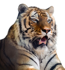 Tiger head close-up with fangs, isolated portrait