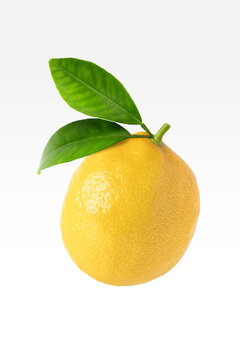 Lemon, Lim&oacute;n amarillo
