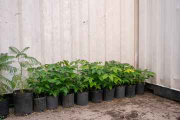 Plantación de Lapachos