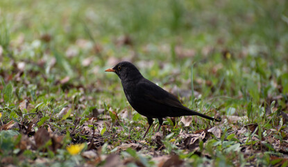 blackbird on the grass