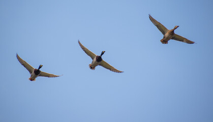 ducks in flight