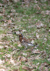 Bird on the grass
