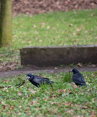 Obraz premium ravens in the grass with sticks