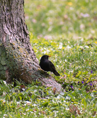 blackbird on a tree