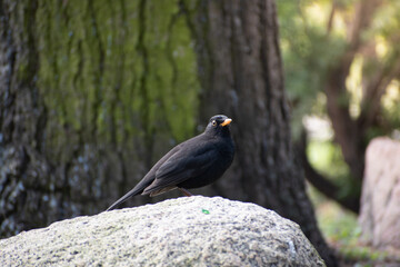 blackbird on a tree