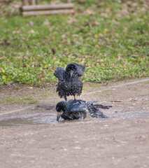 black birds bath in pool