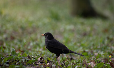 blackbird on the grass