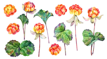 Set of berries and leaves of cloudberry trendy botanical watercolor elements isolated on transparent background for invitation, patterns, digital paper © Tatiana