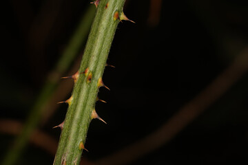 Close up of a green bush stem with thorns