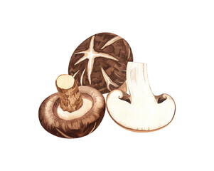 Watercolor Shiitake mushroom. Hand-drawn illustration isolated on white background. Perfect concept for healthy chinese medicine popular superfood, design packing.
