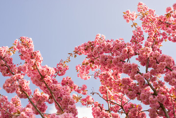 Beautiful Pink Flowers of Sakura Tree on a blurred bokeh Background on a sunny warm day. Spring...